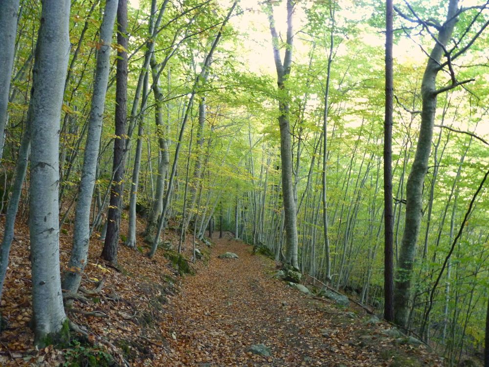 Col du Fa Octobre - 33