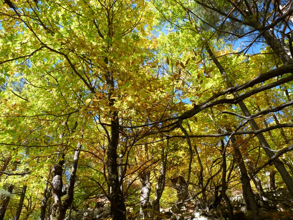 Col du Fa Octobre - 44