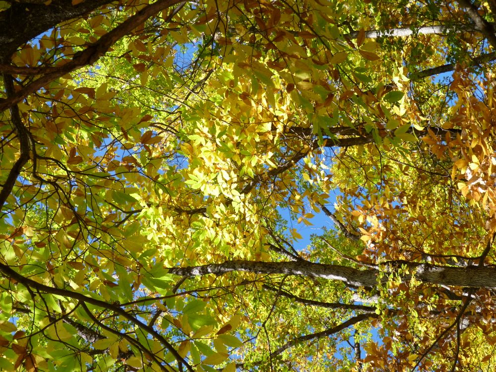 Col du Fa Octobre - 45